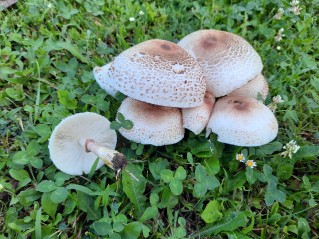 Leucoagaricus americanus