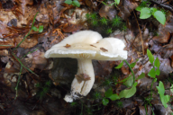 Hygrophorus eburneus