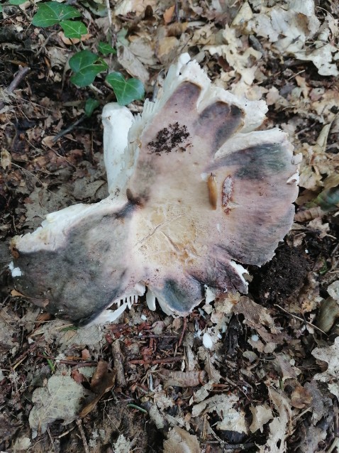 Russula cyanoxantha