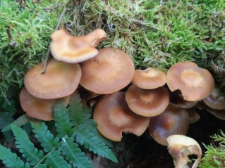 Kuehneromyces mutabilis