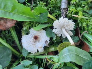 Lepiota cristata