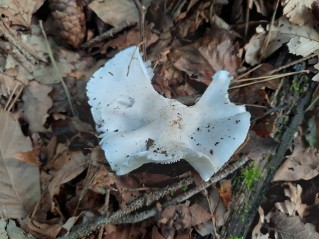 Tricholoma columbetta