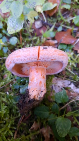 Lactarius deterrimus