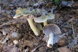 Tricholoma luridum