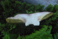 Boletus pinophilus