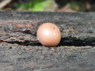 Lycogala epidendrum