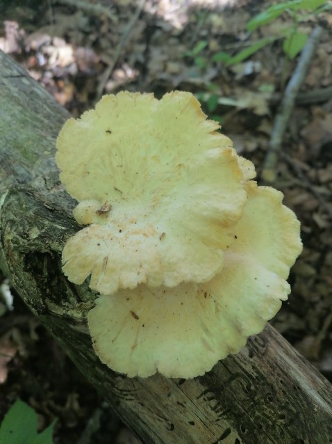 Pholiota squarrosa