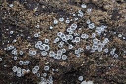 Lachnella alboviolascens