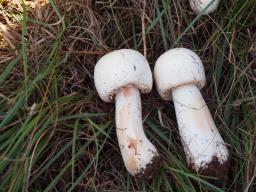 Agaricus benesii