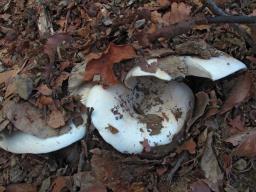 Russula chloroides