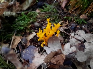 Calocera viscosa