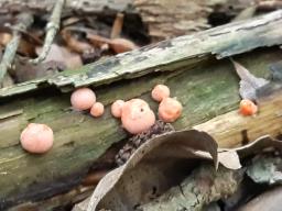 Lycogala epidendrum