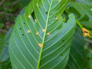 Puccinia coronata