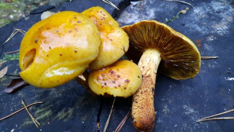 Pholiota limonella