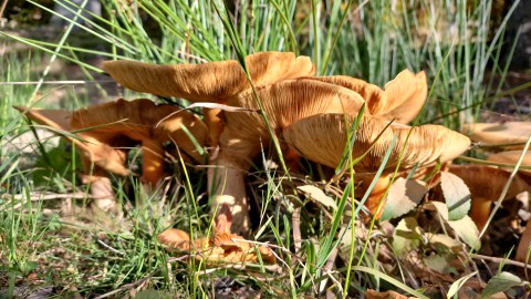 Phaeolepiota aurea