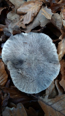 Tricholoma sciodes