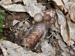 Mycena plumipes