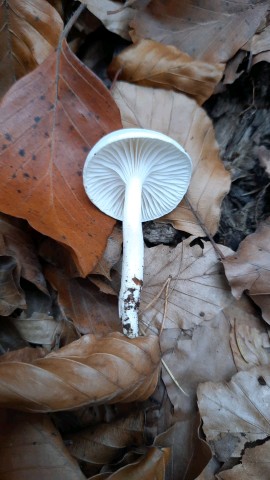 Hygrophorus fagi