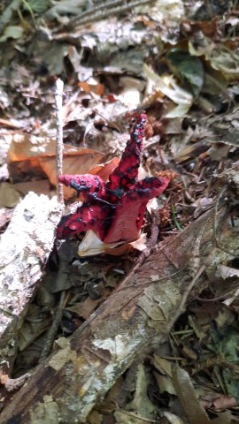 Clathrus archeri