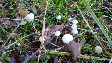 Mycena epipterygia