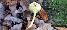 Tricholoma bufonium