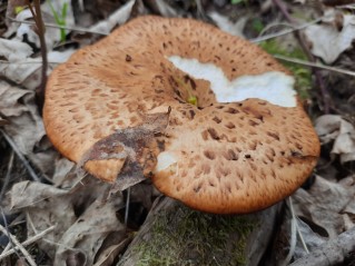 Polyporus tuberaster