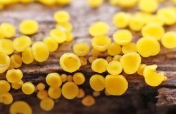 Calycina citrina