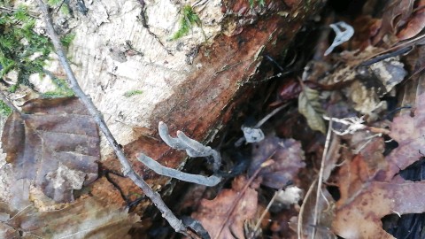 Xylaria longipes