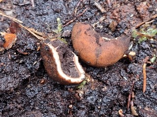 Elaphomyces granulatus