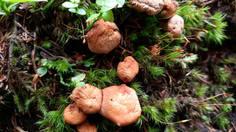 Cantharellus cibarius