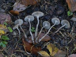 Fayodia bisphaerigera