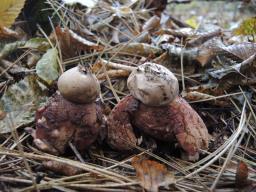 Geastrum rufescens