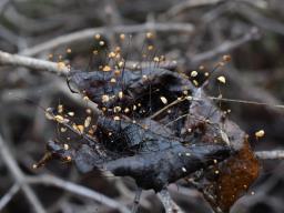 Cryptomarasmius corbariensis