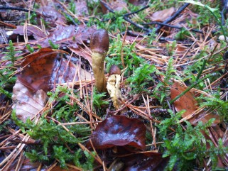 Tolypocladium capitatum