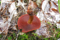 Cortinarius semisanguineus