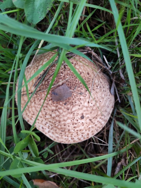 Echinoderma asperum