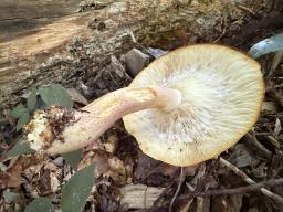 Tricholomopsis rutilans