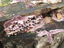 Chondrostereum purpureum