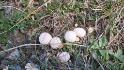 Lycoperdon pratense