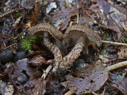 Inocybe hystrix