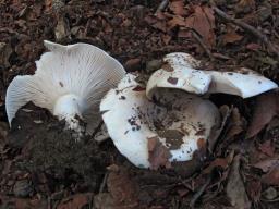 Russula chloroides