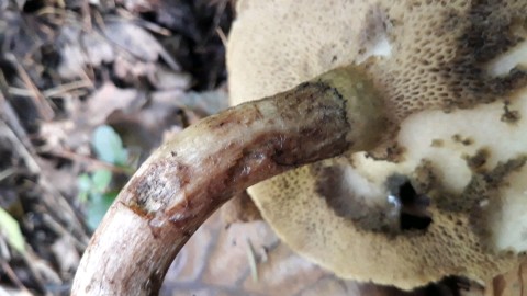 Suillus viscidus