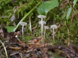 Collybia cirrhata