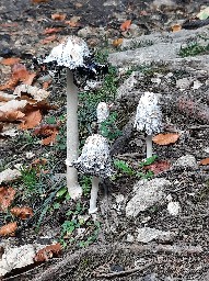 Coprinus comatus