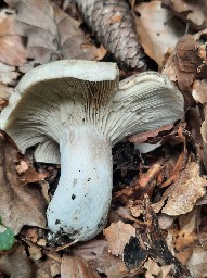 Russula adusta