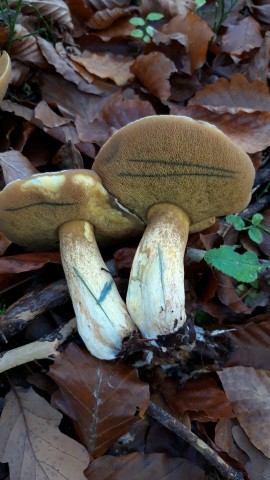 Suillus variegatus