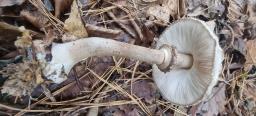 Chlorophyllum olivieri