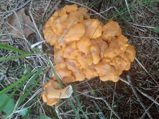 Cantharellus cibarius