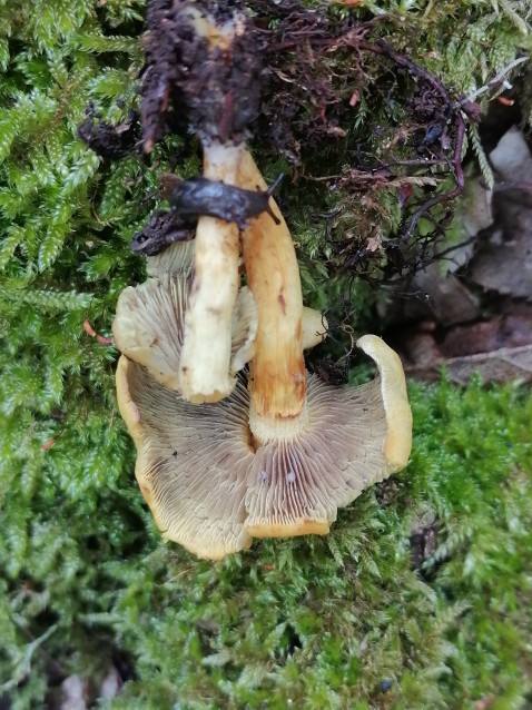 Hypholoma fasciculare