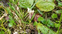 Clavulina rugosa